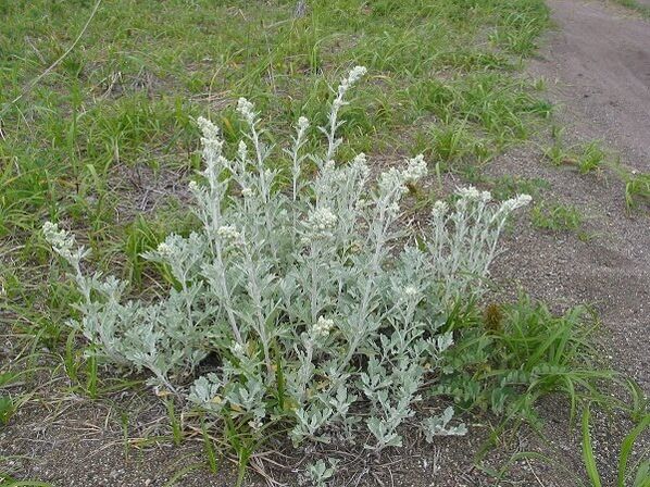 wormwood para sa paggamot ng spinal osteochondrosis